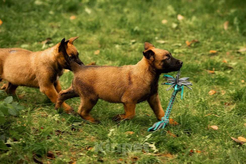 Собаки в Москве: Прекрасные щенки, девочки Малинуа (Бельгийские овчарки) Девочка, 120 000 руб. - фото 7