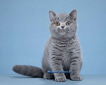 Кошки в Москве: Потрясающий британский малыш классического голубого окраса Мальчик, 50 000 руб. - фото 1