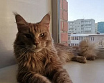 Кошки в Екатеринбурге: Мейн Кун Девочка, 16 500 руб. - фото 7