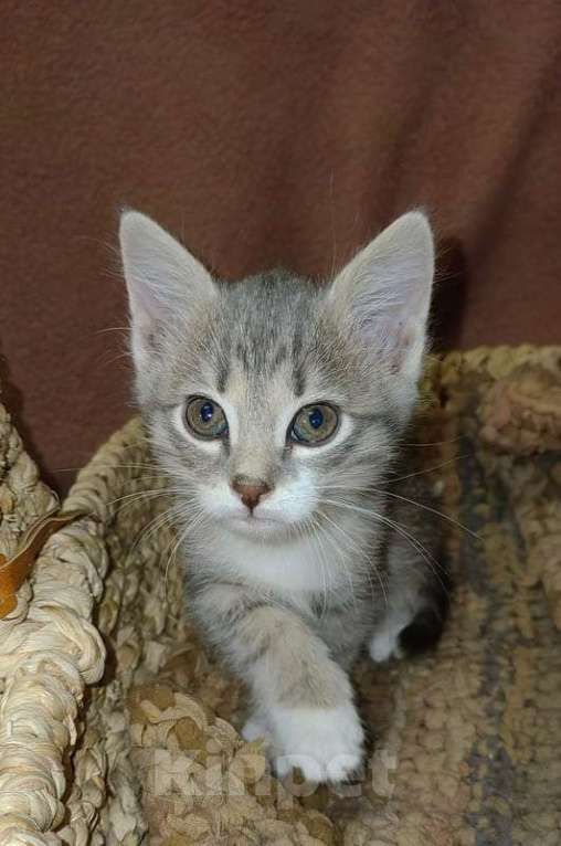 Кошки в Москве: Рыжие и серые котята 1,5 месяца в добрые руки Мальчик, 1 руб. - фото 7