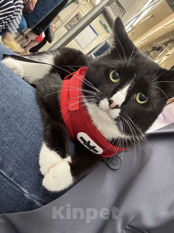 Кошки в Санкт-Петербурге: Потерялся кот, в СПБ на обуховской обороне 110к1 Мальчик, 10 000 руб. - фото 4