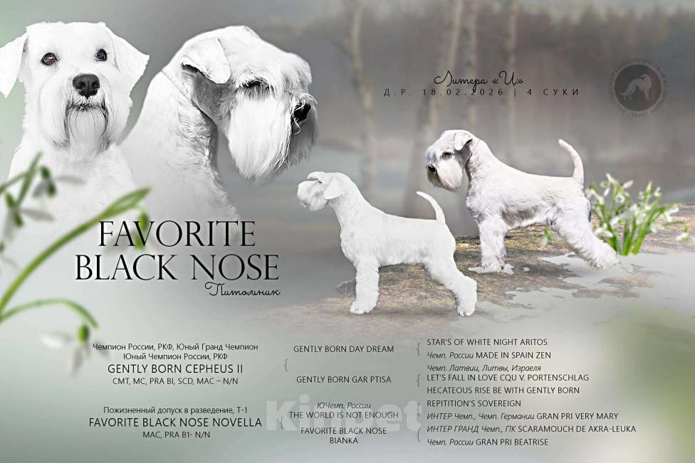 Собаки в Воронеже: Щенки белого цвергшнауцера Девочка, Бесплатно - фото 4