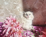 Кошки в Москве: Очаровательно-нежная малыша Рэгдолл Девочка, 65 000 руб. - фото 1