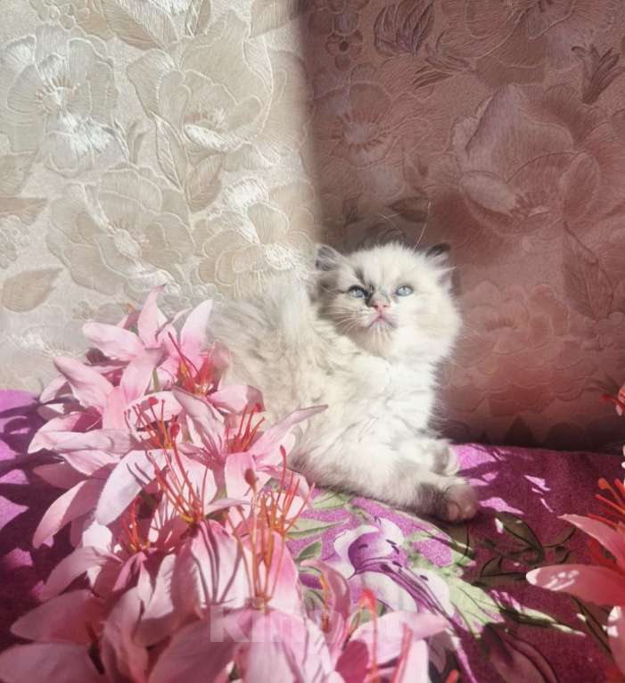 Кошки в Москве: Очаровательно-нежная малыша Рэгдолл Девочка, 65 000 руб. - фото 1