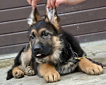 Собаки в Москве: Немецкая овчарка щенок Мальчик, 60 000 руб. - фото 4