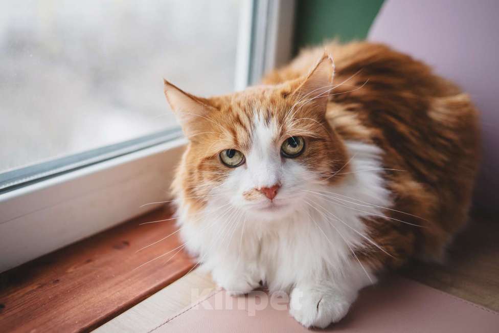 Кошки в Москве: Ласковый любопытный котик Алисий ищет дом Мальчик, Бесплатно - фото 3