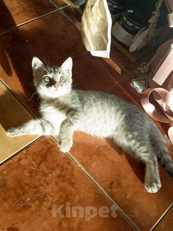Кошки в Красноярске: Отдам котёнка в добрые руки Мальчик, Бесплатно - фото 4