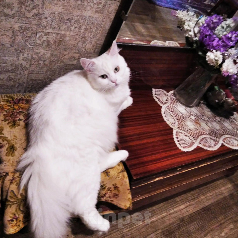 Кошки в Ростове-на-Дону: Кошечка ищет дом Девочка, Бесплатно - фото 3