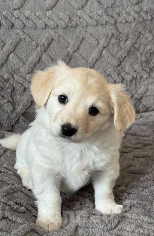 Собаки в Москве: Щенки от маленькой белой собачки в дар Девочка, 1 руб. - фото 2