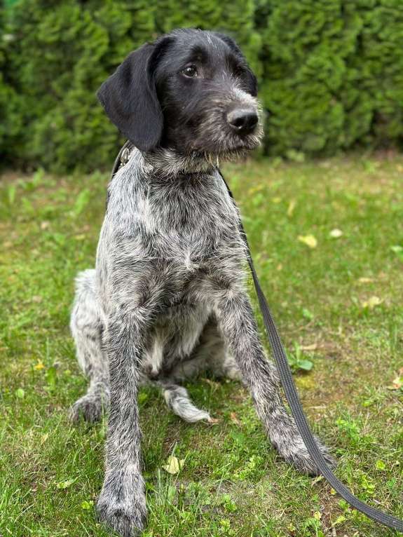 Собаки в Москве: Метис дратхаара Артур в добрые руки  Мальчик, Бесплатно - фото 4
