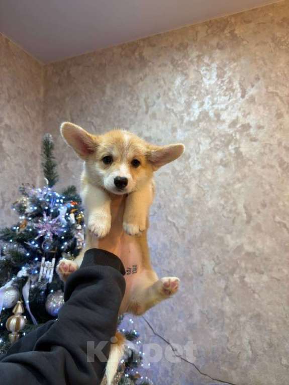 Собаки в Перми: Щенки вельш корги пемброк девочки Девочка, 65 000 руб. - фото 1