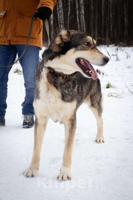 Собаки в Видном: Нокс, семейный пес Мальчик, Бесплатно - фото 2