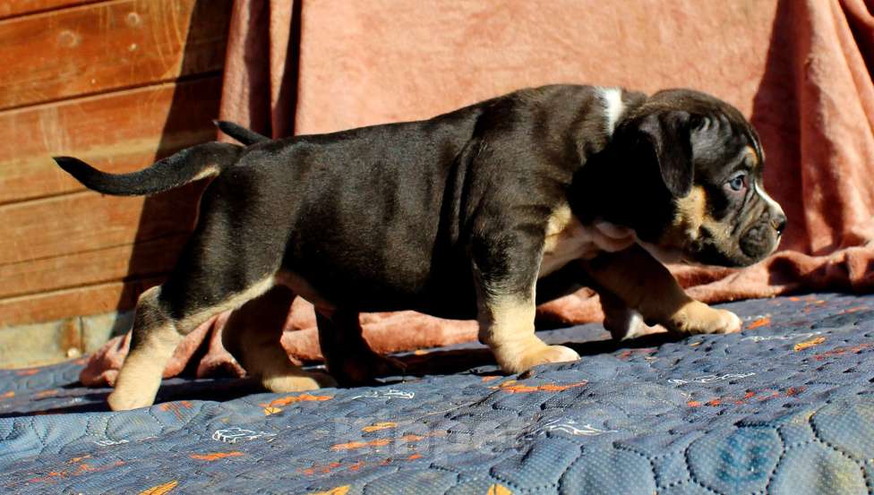 Собаки в Москве: Наши малыши. Разнополые, 80 000 руб. - фото 7