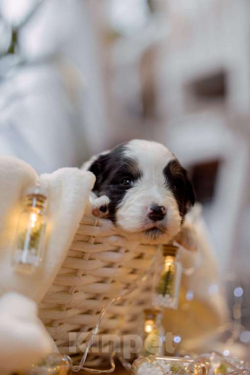 Собаки в Москве: Щенки Австралийской овчарки Мальчик, Бесплатно - фото 4