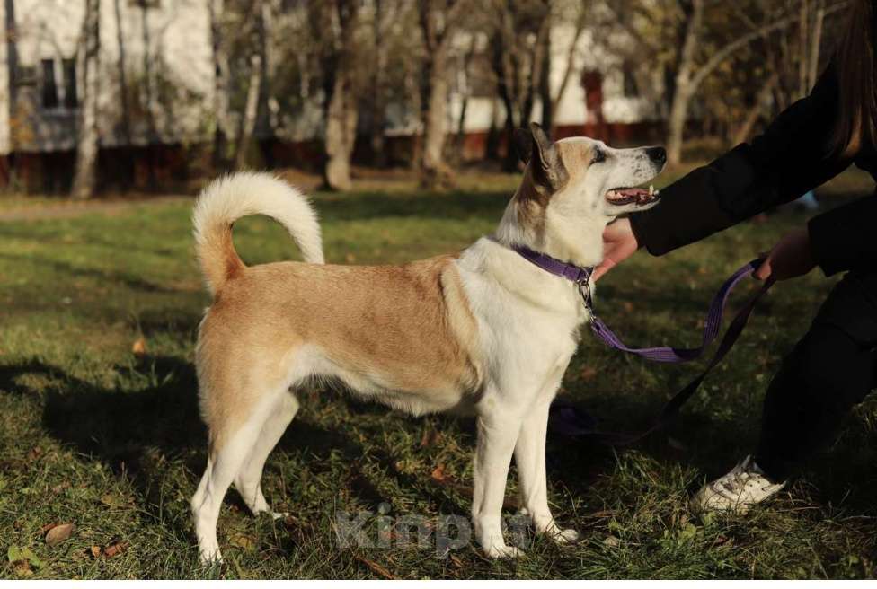 Собаки в Москве: Берта ищет дом Девочка, Бесплатно - фото 3