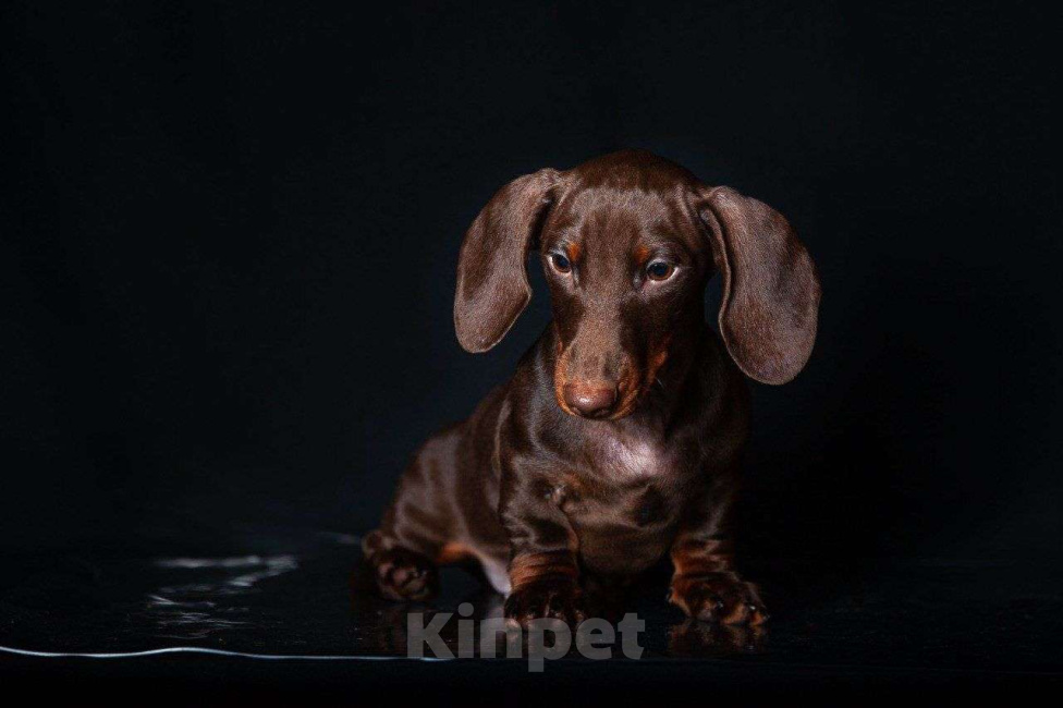 Собаки в Москве: Клубные щенки кроличьей/мини таксы Мальчик, 60 000 руб. - фото 3