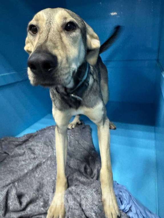 Собаки в Москве: Собака год живет взаперти в приюте Девочка, Бесплатно - фото 2