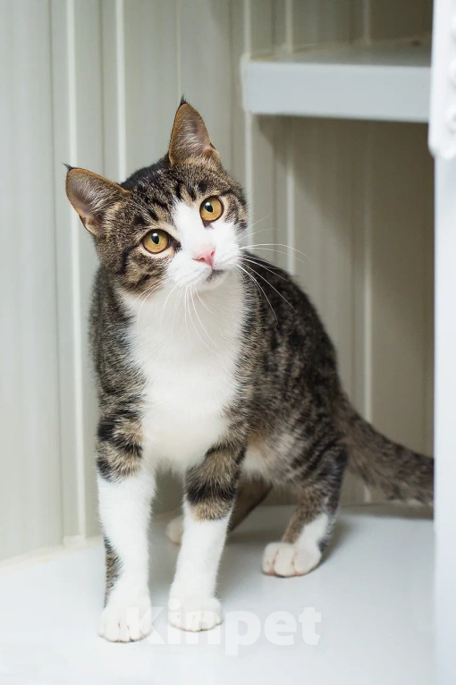 Кошки в Москве: Ласковый котенок Тор Мальчик, Бесплатно - фото 1