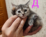 Кошки в Москве: Шотландие котята Девочка, 6 000 руб. - фото 1