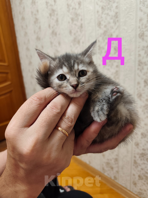 Кошки в Москве: Шотландие котята Девочка, 6 000 руб. - фото 1