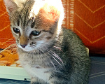 Кошки в Самаре: Спокойная тигрица в добрые руки Девочка, 10 руб. - фото 3