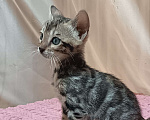 Кошки в других городах Свердловской области: Бенгальский котёнок Девочка, Бесплатно - фото 2