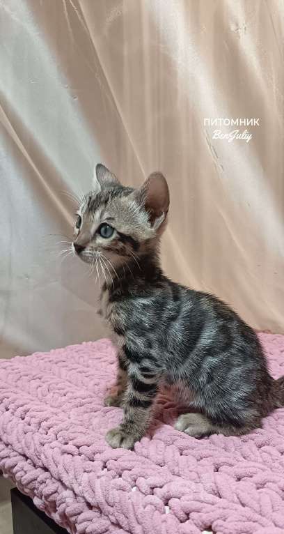 Кошки в других городах Свердловской области: Бенгальский котёнок Девочка, Бесплатно - фото 2