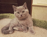 Кошки в Санкт-Петербурге: Очаровательный котенок фавн Девочка, 20 000 руб. - фото 4