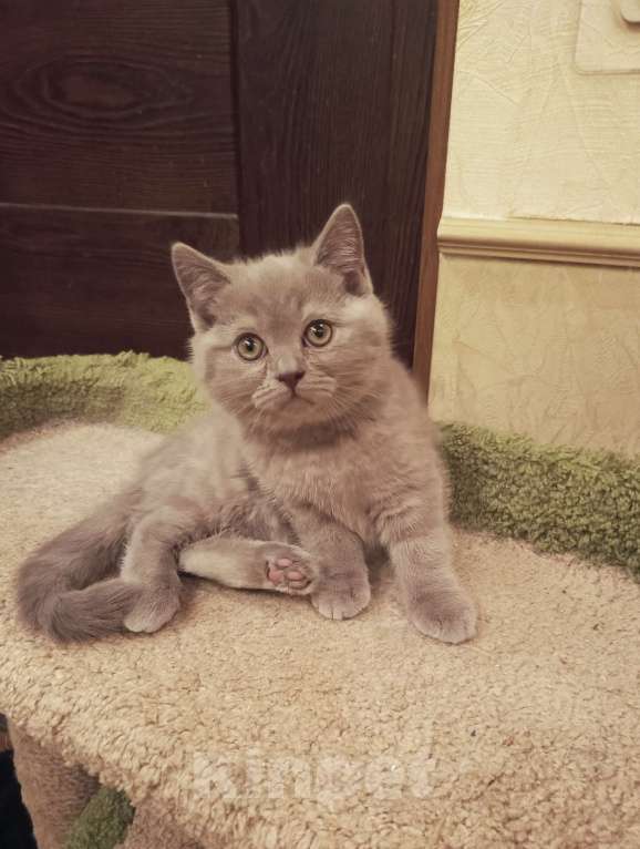 Кошки в Санкт-Петербурге: Очаровательный котенок фавн Девочка, 20 000 руб. - фото 4
