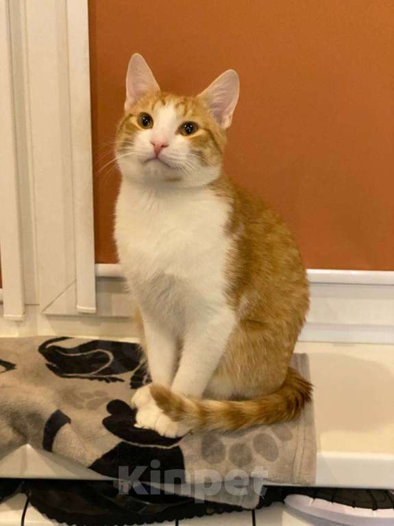 Кошки в Санкт-Петербурге: Ласковый мальчик в добрые руки Мальчик, Бесплатно - фото 4