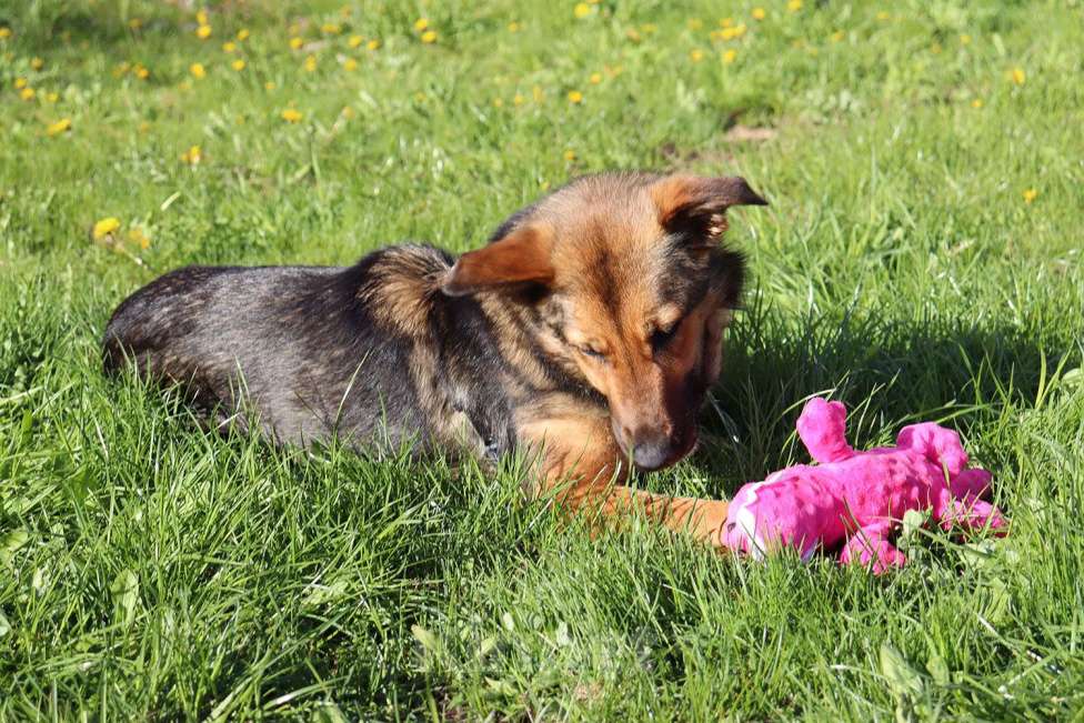 Собаки в Москве: Фиби - собака мечты Девочка, Бесплатно - фото 8