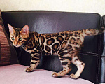 Кошки в Ноябрьске: Шикарные минилеопардики, 70 000 руб. - фото 1