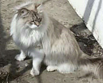 Кошки в Городце: Сибирский Черныш, 500 руб. - фото 4