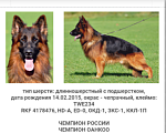 Собаки в Симферополе: Продаются щенки немецкой овчарки длинношерстной Девочка, 30 000 руб. - фото 6