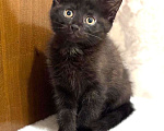 Кошки в Москве: Забавный Проша, котенок 2,5 мес в добрые руки. Мальчик, Бесплатно - фото 3