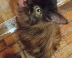 Кошки в Москве: Шоколадно-рыжая сибирская малышка Мальчик, Бесплатно - фото 6