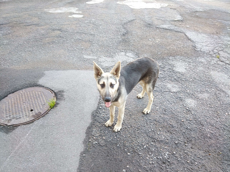 Объявление: Нашлась очень милая собачка , Бесплатно, Санкт-Петербург