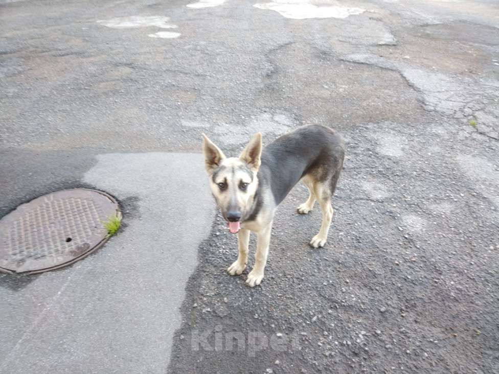 Собаки в Санкт-Петербурге: Нашлась очень милая собачка  Девочка, Бесплатно - фото 1