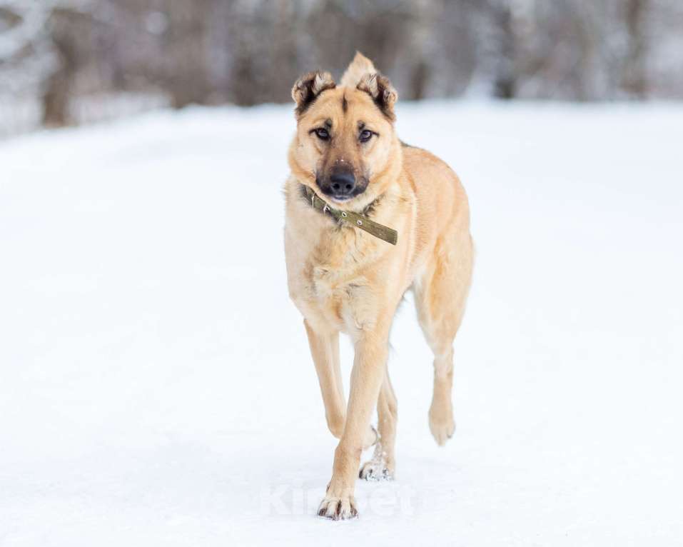 Собаки в других городах Московской области: Самая нежная и ласковая собака ждёт своего хозяина Девочка, Бесплатно - фото 2
