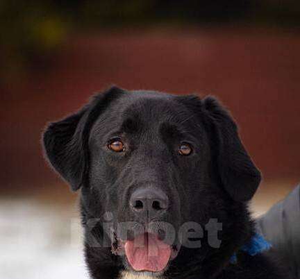 Собаки в Москве: Добрый лабрадор Блек в добрые руки Мальчик, 1 руб. - фото 1