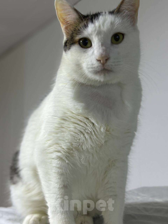 Кошки в Санкт-Петербурге: Ласковая Булочка ищет дом Девочка, Бесплатно - фото 5