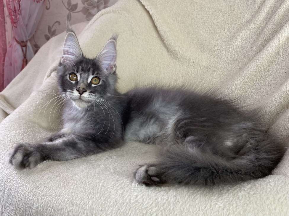 Кошки в Дмитрове: Голубой тикированный мальчик мейн кун Xanti Мальчик, 30 000 руб. - фото 2