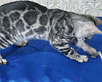 Кошки в Москве: Бенгальские котята серебро  Мальчик, 55 000 руб. - фото 8