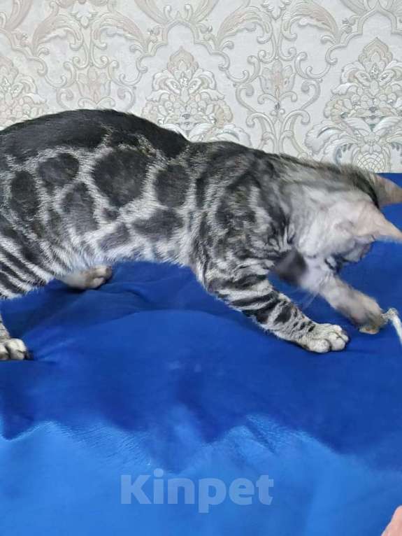 Кошки в Москве: Бенгальские котята серебро  Мальчик, 55 000 руб. - фото 8