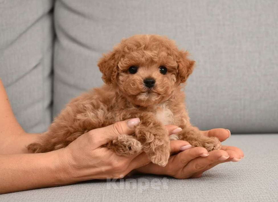 Собаки в Москве: Щенки Мальтипу Мальчик, 100 000 руб. - фото 1