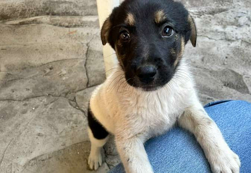 Симпатичный щенок мальчик ищет дом