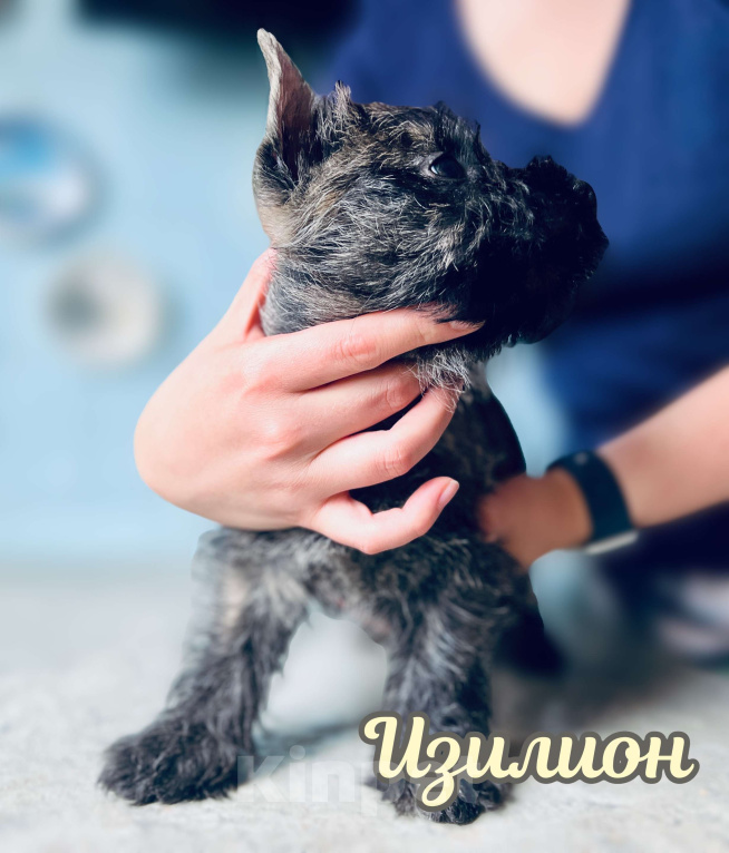 Собаки в Нижнем Новгороде: Керн-терьер Изилион Мальчик, 90 000 руб. - фото 4