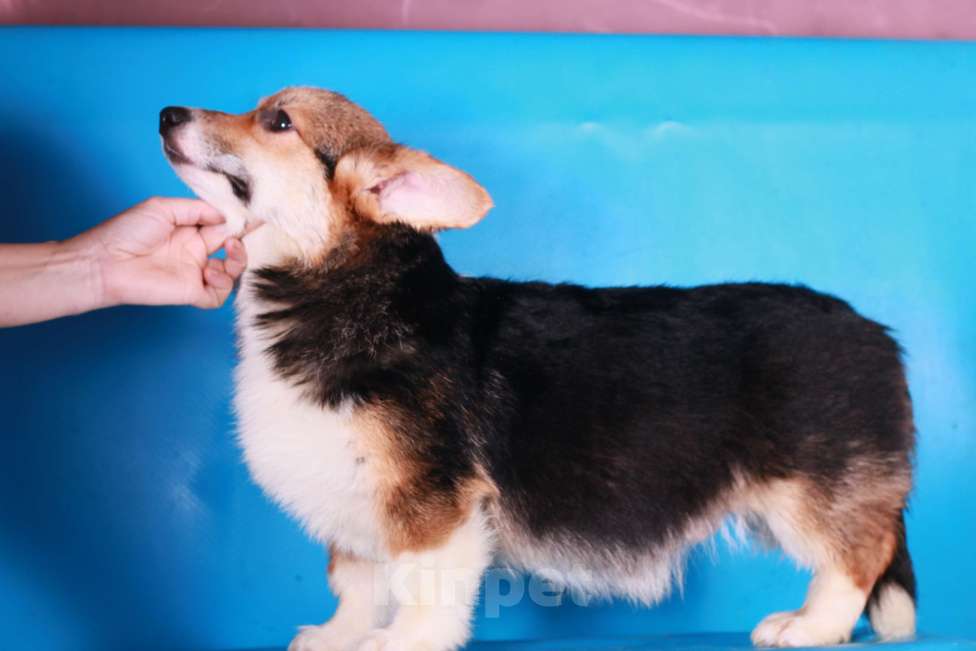 Собаки в Москве: вельш корги пемброк щенки Мальчик, 70 000 руб. - фото 10