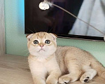 Кошки в Санкт-Петербурге: Шотландские вислоухие котята Мальчик, 35 000 руб. - фото 1