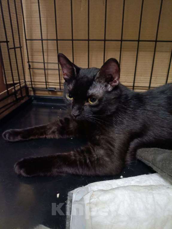 Кошки в Москве: Котенок-подросток ищет дом! Мальчик, Бесплатно - фото 5